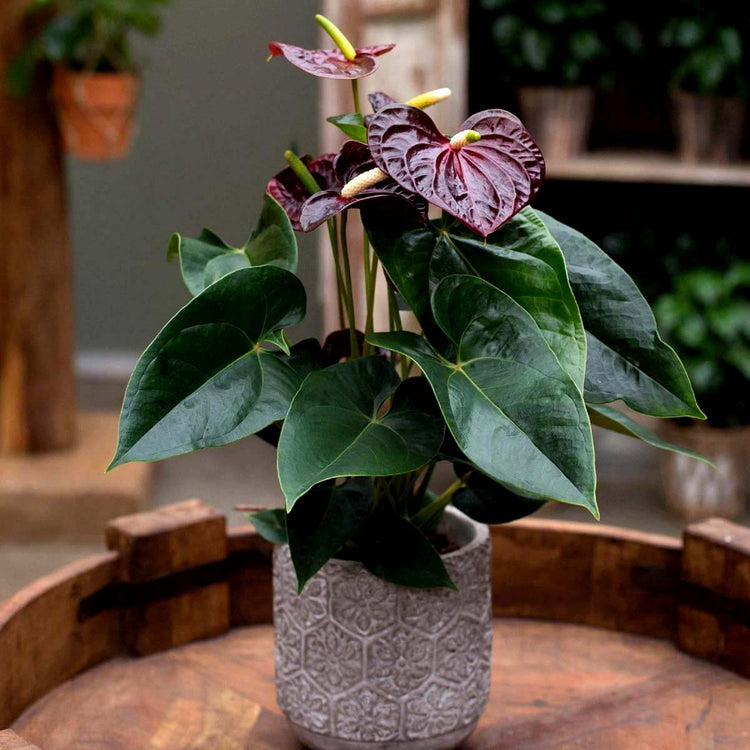 anthurium nega Anthurium Andraeanum 'Black' Love – Potclay