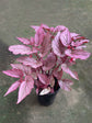 Begonia Rex Pink Hybrid