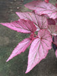 Begonia Rex Pink Hybrid