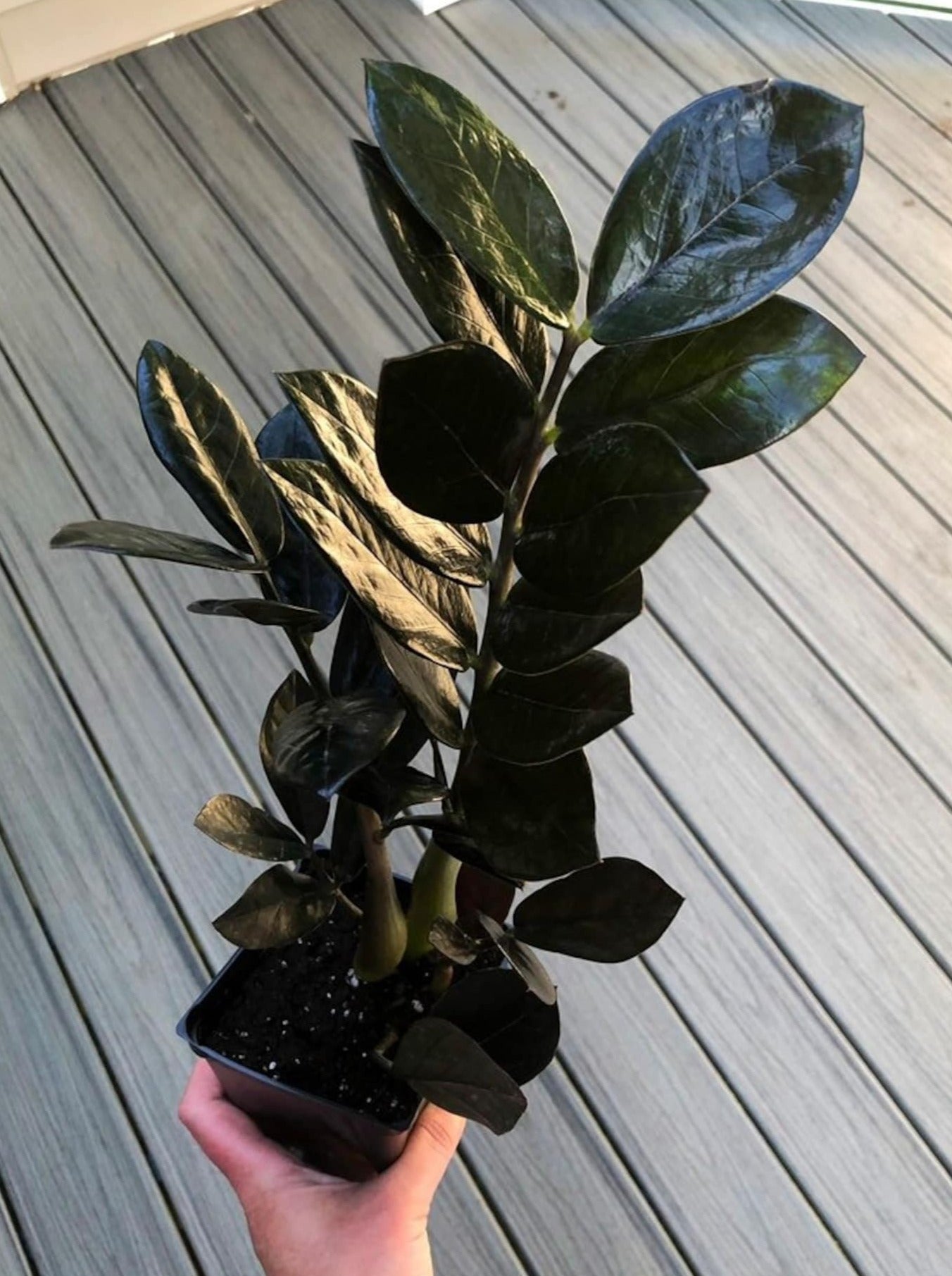 rare black zz plant Rare Black Zamioculcas Zamiifolia ZZ Plant – Potclay