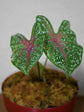 Caladium Bicolor &