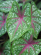 Caladium Bicolor &