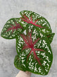 Caladium Bicolor &