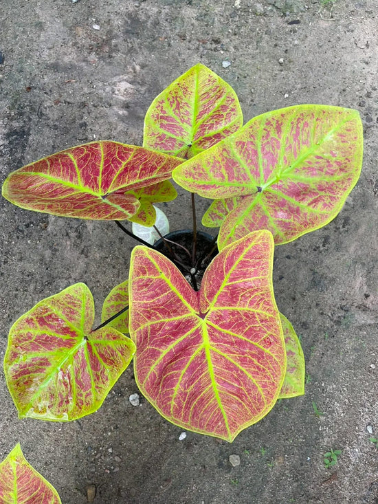 Bicolor Caladium Plant