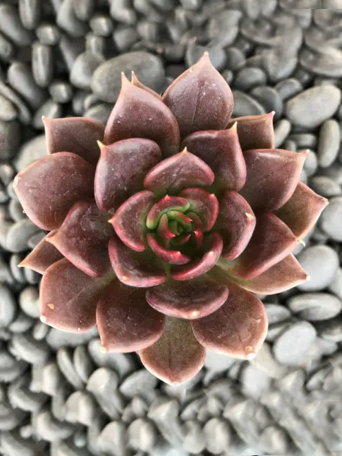 SUC50_Echeveria_Black Prince