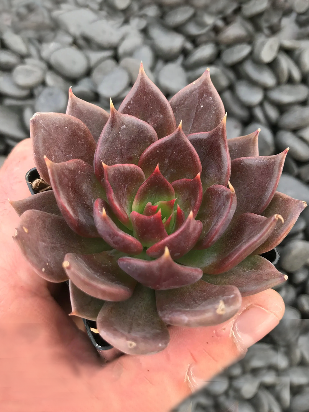 SUC50_Echeveria_Black Prince