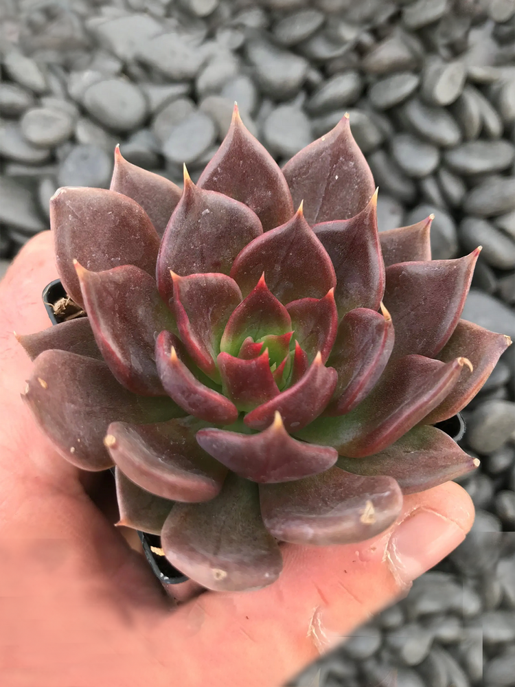 SUC50_Echeveria_Black Prince
