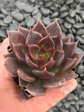 SUC50_Echeveria_Black Prince
