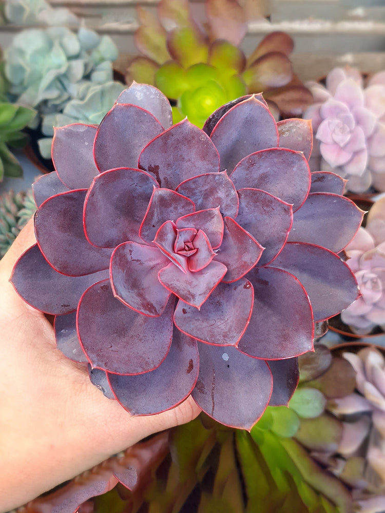 purple pearl succulent care Echeveria Purple Pearl – Potclay