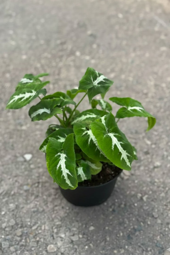 Syngonium Weindlandii