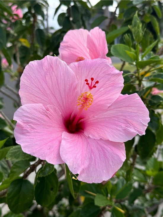 Hibiscus Pink Desi Plant