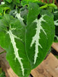 Syngonium Weindlandii