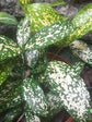 Dracaena Surculosa