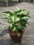 Syngonium Podophyllum Frizzly Plant or Arrowhead plant with Thick White Veins on Dark Green coloured leaves