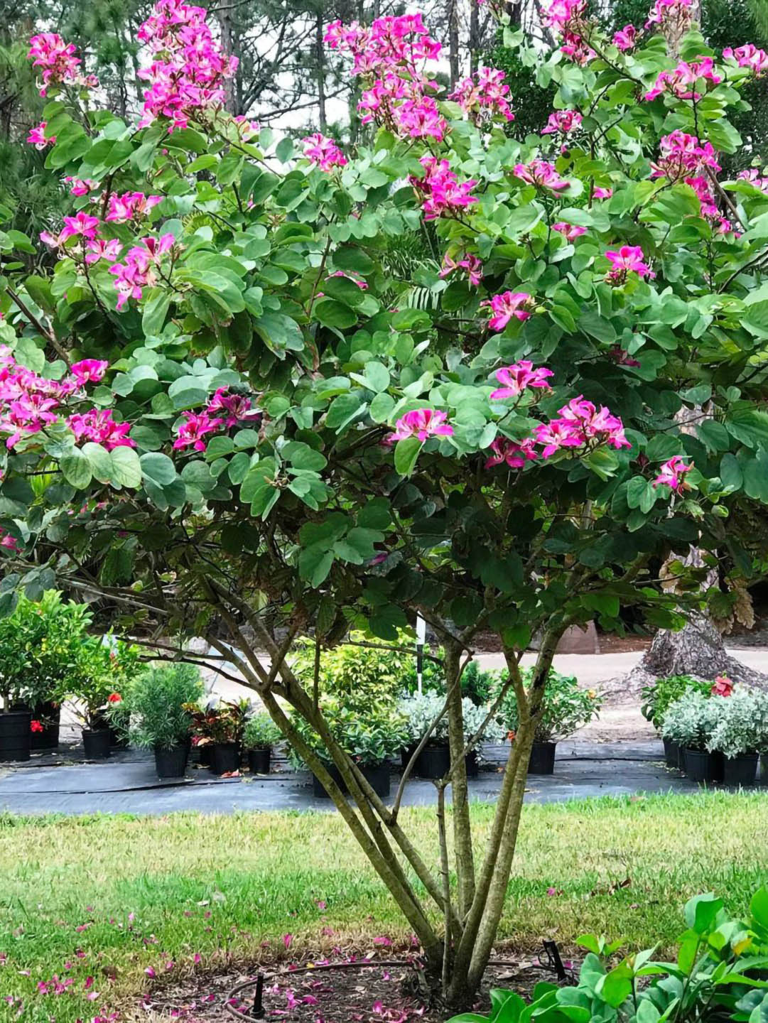 Bauhinia Purpurea Plant or Butterfly Tree,Orchid tree with Green coloured leaves and Purple coloured flower 