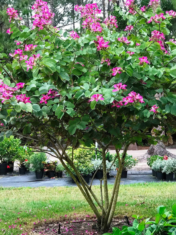 Bauhinia Purpurea Plant or Butterfly Tree,Orchid tree with Green coloured leaves and Purple coloured flower 
