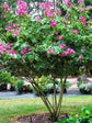 Bauhinia Purpurea Plant or Butterfly Tree,Orchid tree with Green coloured leaves and Purple coloured flower 