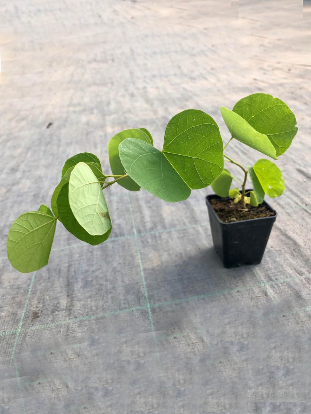 Bauhinia Purpurea