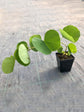 Bauhinia Purpurea