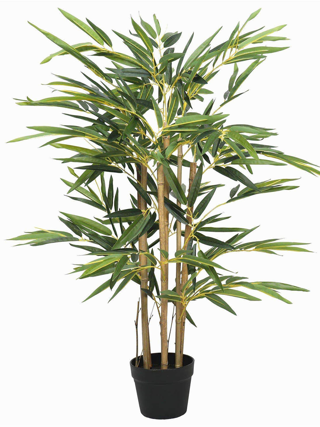 Bambusa Vulgaris Plant or Common Bamboo with Green coloured leaves