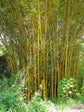 Bambusa Vulgaris