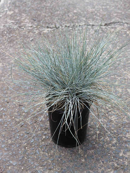 Festuca Ovina Glauca Plant or Festuca with Bluish Green coloured leaves