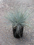 Festuca Ovina Glauca Plant or Festuca with Bluish Green coloured leaves