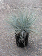 Festuca Ovina Glauca Plant or Festuca with Bluish Green coloured leaves