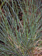 Festuca Ovina Glauca