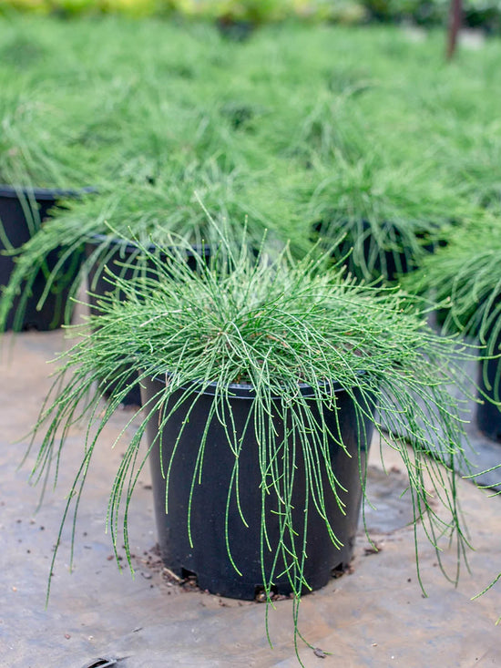 Casuarina Glauca Plant or Scaly Oak with Green coloured leaves