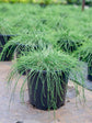 Casuarina Glauca Plant or Scaly Oak with Green coloured leaves