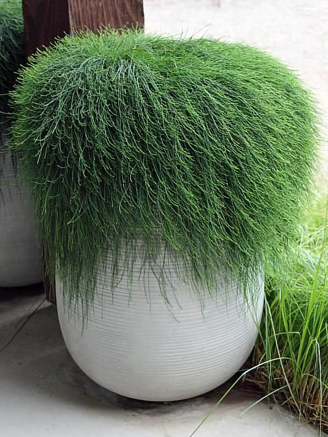 Casuarina Glauca