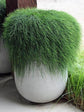 Casuarina Glauca