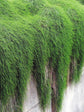 Casuarina Glauca