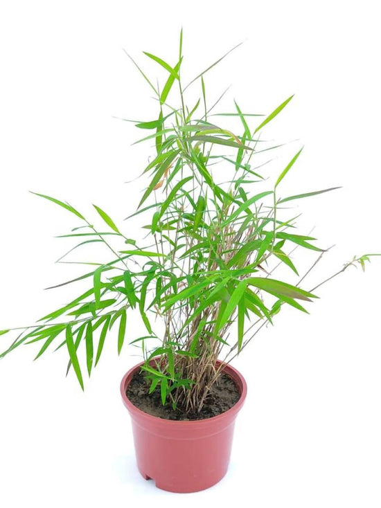 Pogonatherum Crinitum Plant or Bamboo Grass with Green coloured leaves