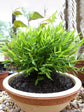 Pogonatherum Crinitum