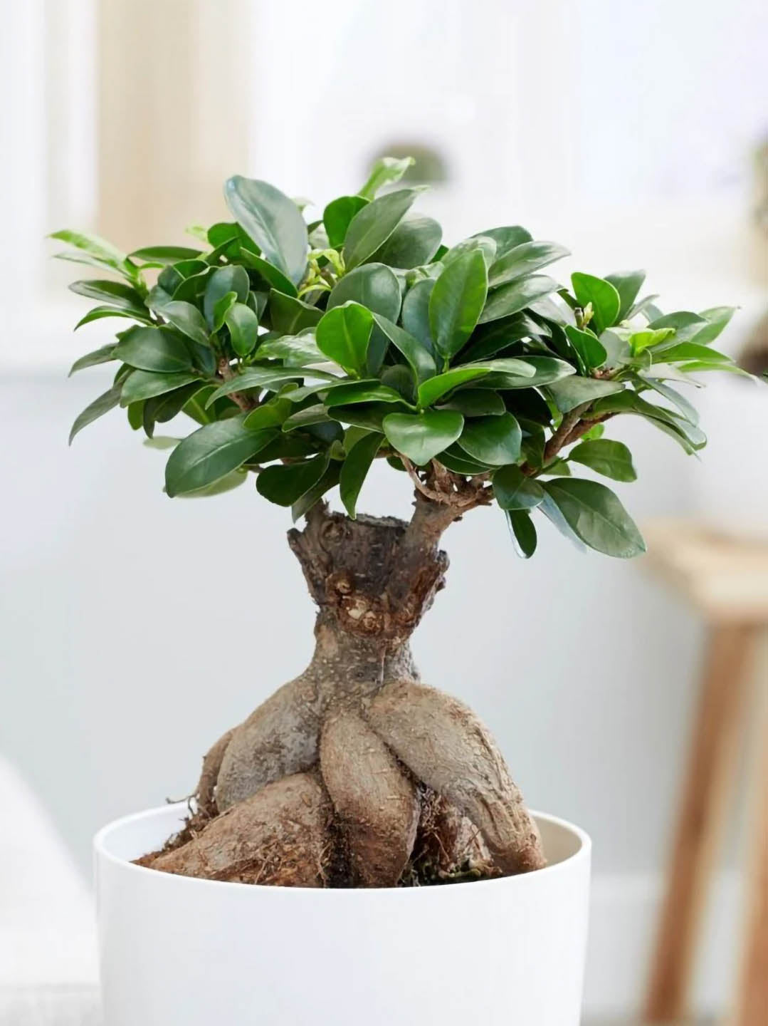 Ficus Microcarpa Bonsai Plant or Ficus Ginseng Bonsai, Ficus Bonsai with Green coloured leaves