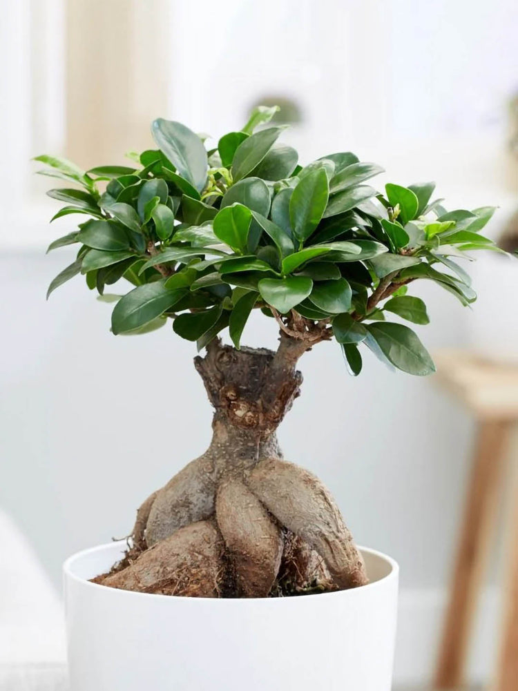 Ficus Microcarpa Bonsai Plant or Ficus Ginseng Bonsai, Ficus Bonsai with Green coloured leaves