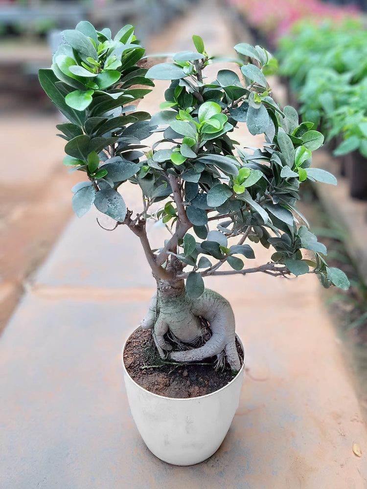 Ficus Microcarpa Bonsai 