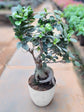 Ficus Microcarpa Bonsai 