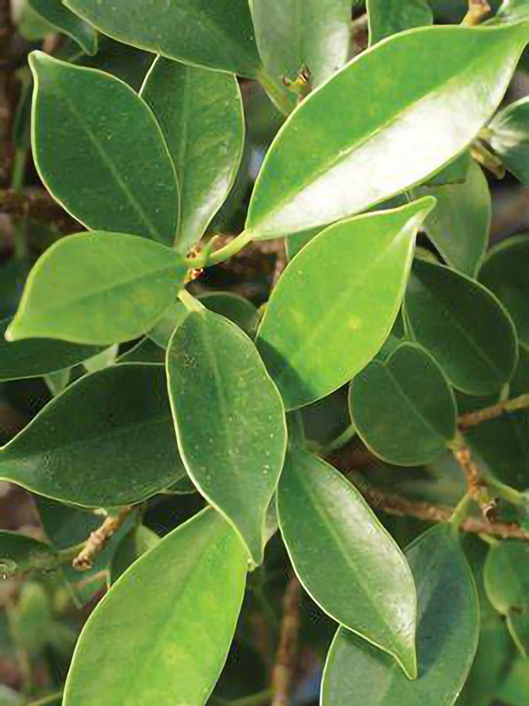 Ficus Microcarpa Bonsai 
