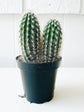 Espostoa Mirabilis Plant or Flower of prayer with Green coloured leaves and White coloured flower 
