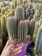 Espostoa Mirabilis