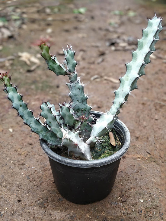 Euphorbia Coerulescens Plant or Euphorbia with Frost Green with Brown Edges coloured leaves and Pink coloured flower 