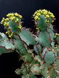 Euphorbia Coerulescens