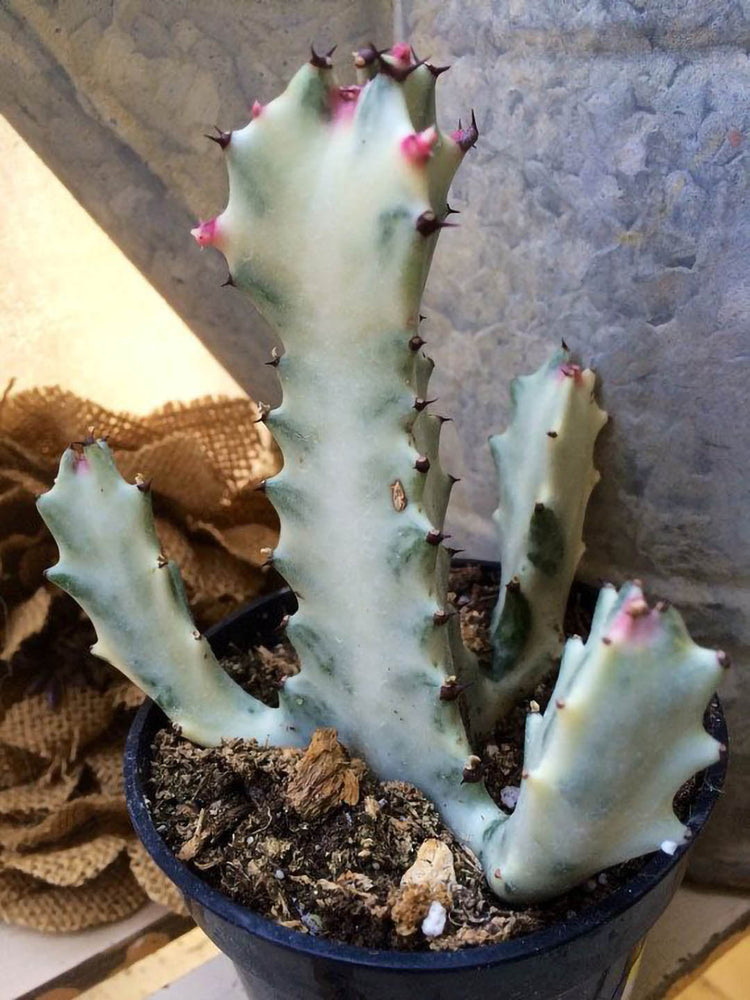 Euphorbia Lactea Variegata Plant or Variegated Elkhorn with Green and Frost Green Mix coloured leaves and Pink coloured flower 