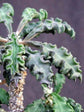 Euphorbia Decaryi