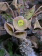 Euphorbia Decaryi