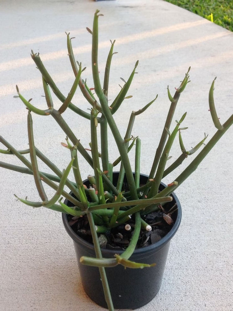 Euphorbia Tirucalli Plant or Milkbush, Penciltree, Fire Sticks with Green coloured leaves and Yellow coloured flower 