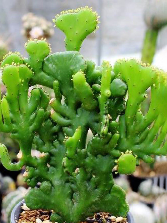 Euphorbia Alluaudii ssp oncoclada cristata Plant or Euphorbia leucodendron,Cat Tails Euphorbia with Green coloured leaves and Green coloured flower 
